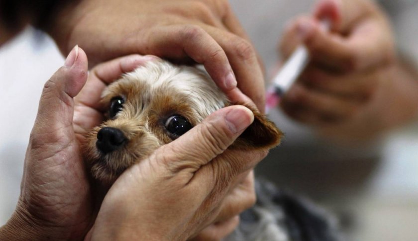 Лечение бордетеллёза