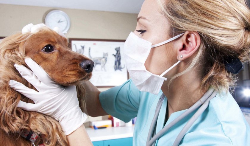 Лечение заболевания Лечение заболевания