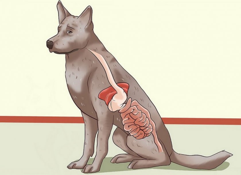 Проблемы с ЖКТ у собаки