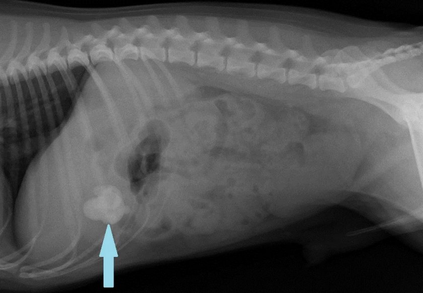 Инородное тело в кишечнике у собаки
