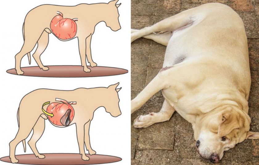 Заворот кишок у собаки