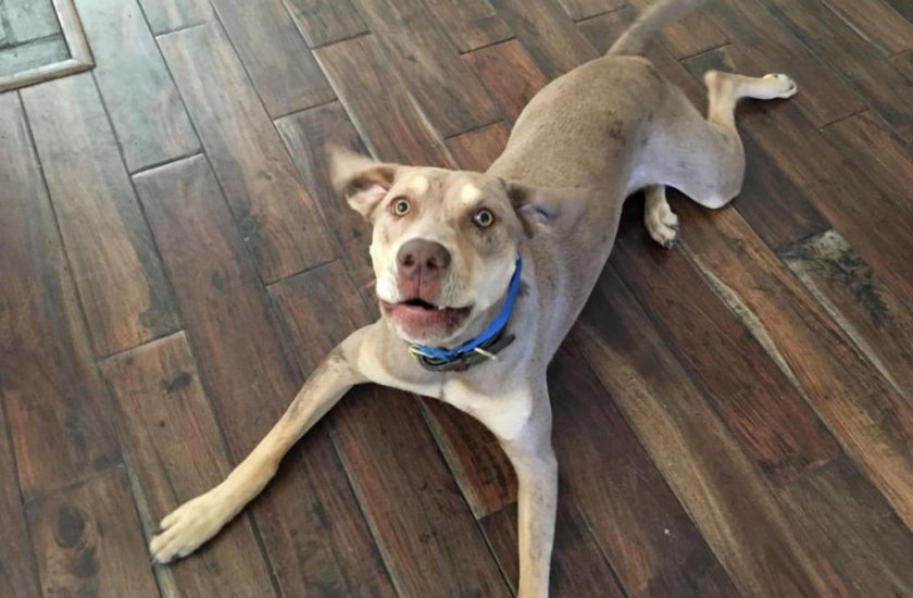 Собаку трясет от радости