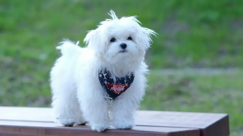 Мальтийская болонка