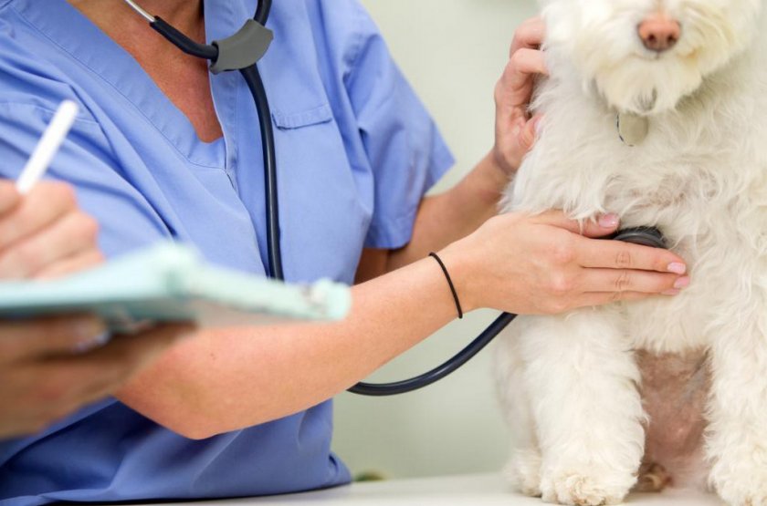 Болезни сердца у собак