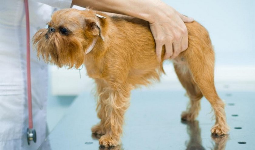 Паровирусный энтерит у собаки