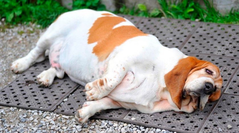 Нарушение обмена веществ у собаки