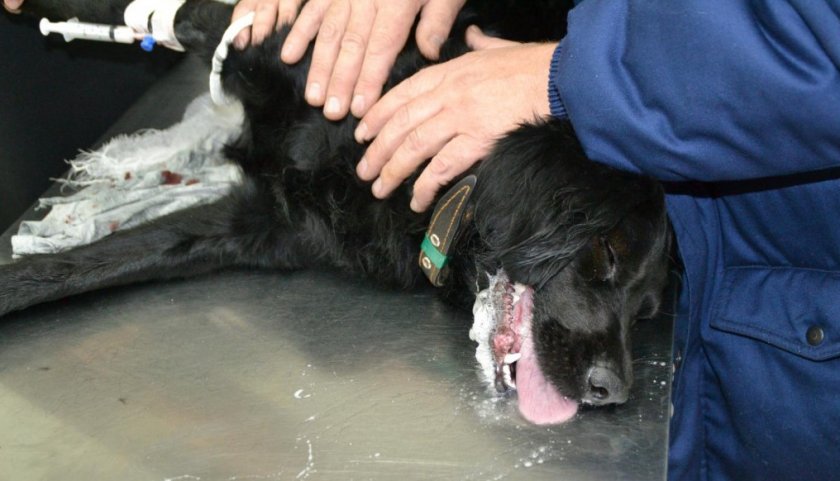 Эпилепсия у собаки