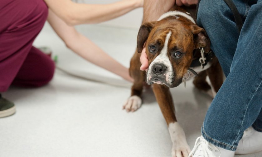 Стресс у собаки