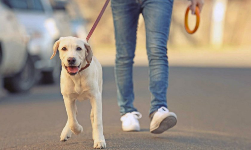 Прогулка с собакой