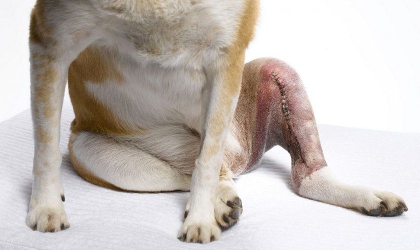 Повреждение связок у собаки