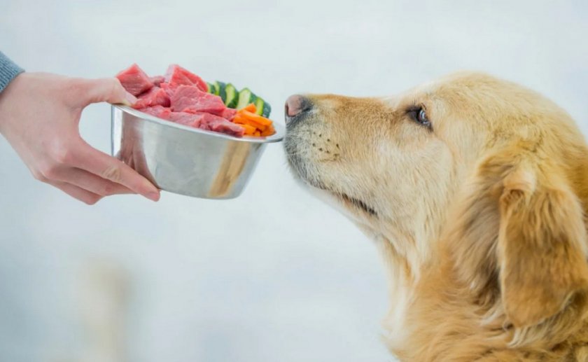 Правильное питание собаки