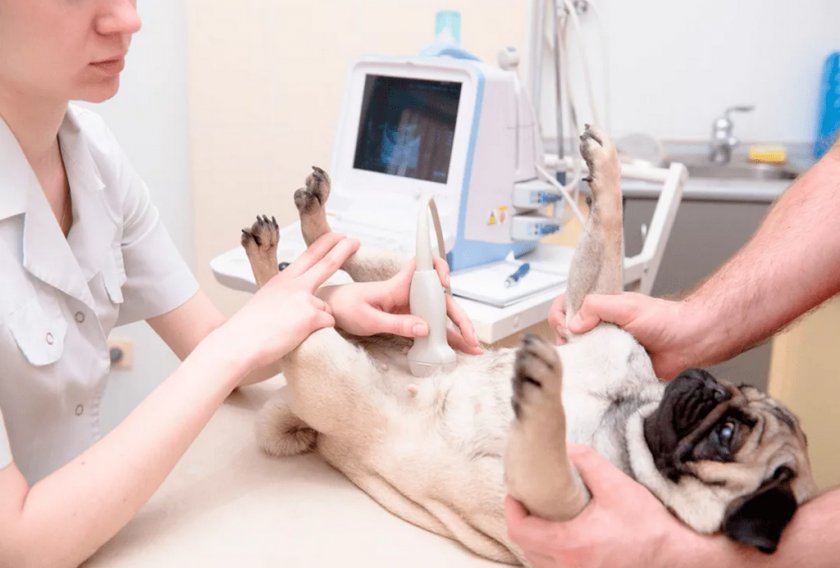 Собака на УЗИ