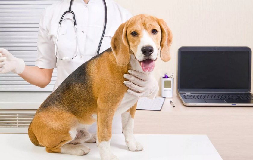 Выздоровление собаки