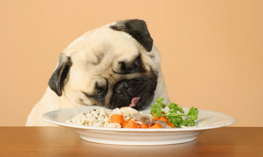 Диетическое питание для собаки
