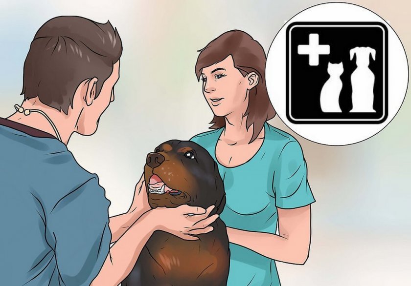 Осмотр собаки ветеринаром