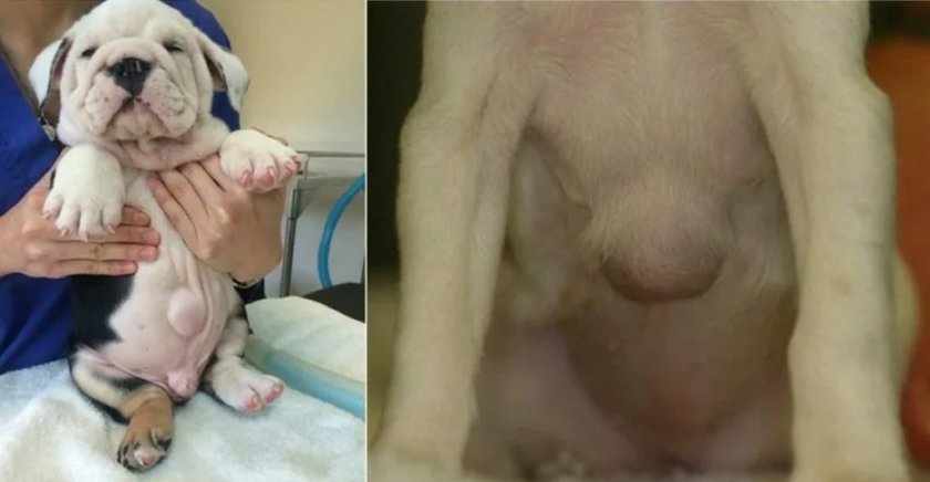 Пупочная грыжа у собаки