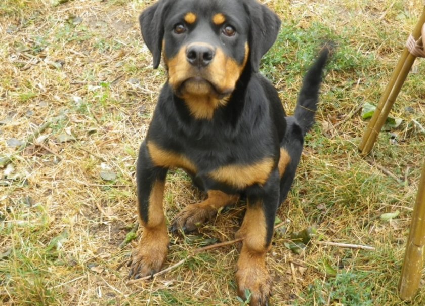 Собака болеющая рахитом