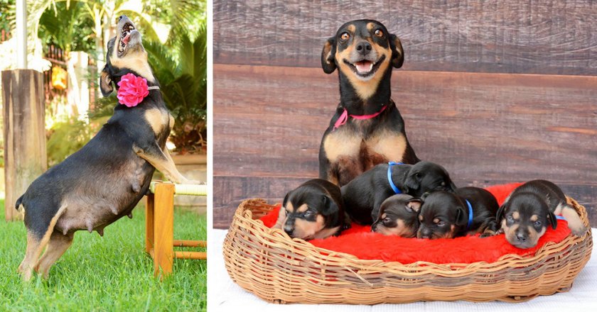 Беременная собака