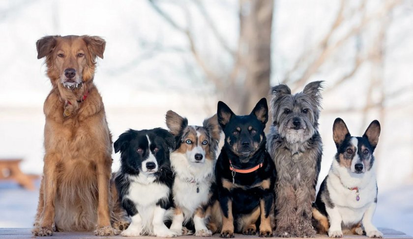 Собаки разных пород