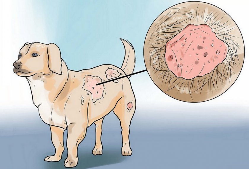 Блошиный дерматит у собаки