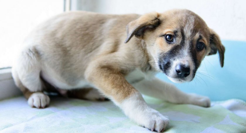 Пугливость щенка