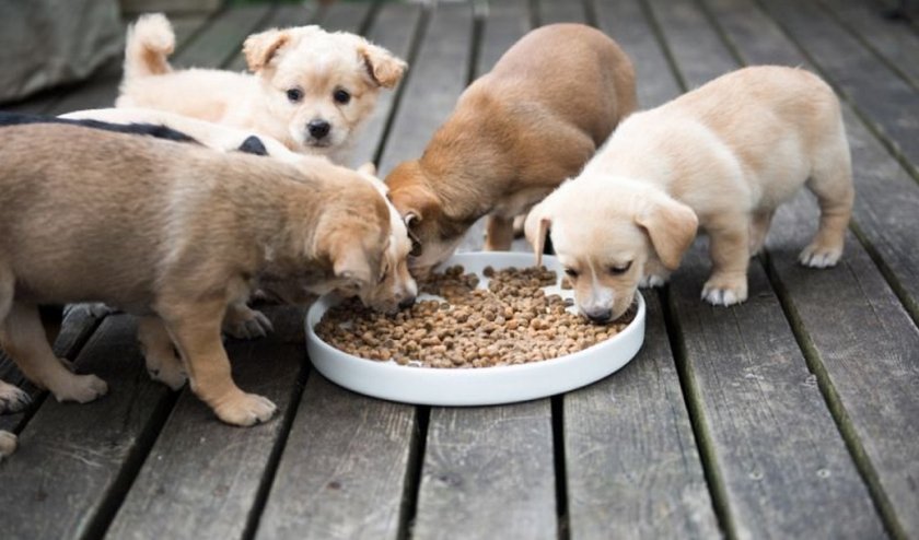 Корм для щенков