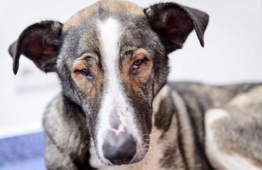 Бластомикоз у собаки Бластомикоз у собаки