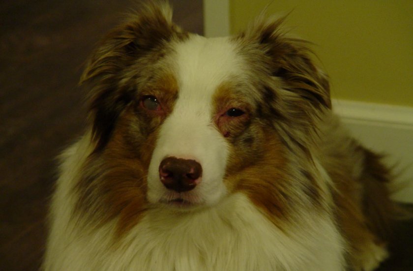 Гистоплазмоз у собаки Гистоплазмоз у собаки