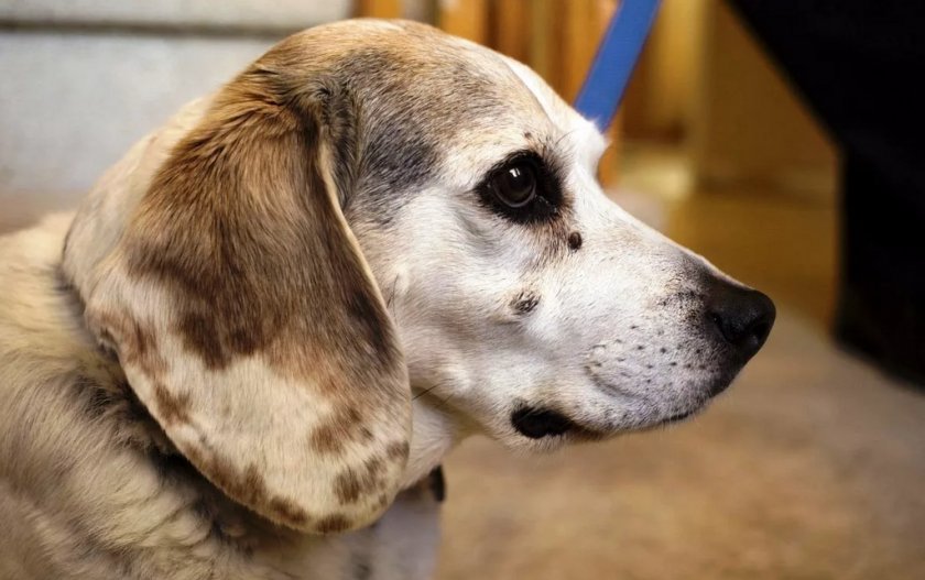 Саркома у собаки Саркома у собаки