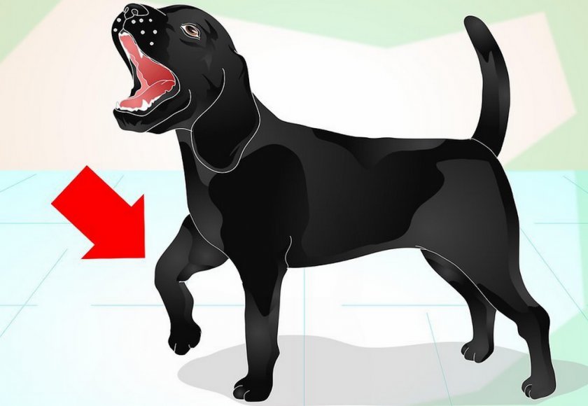 Хромота у собаки Хромота у собаки