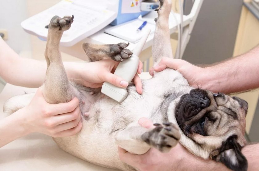 УЗИ собаке УЗИ собаке