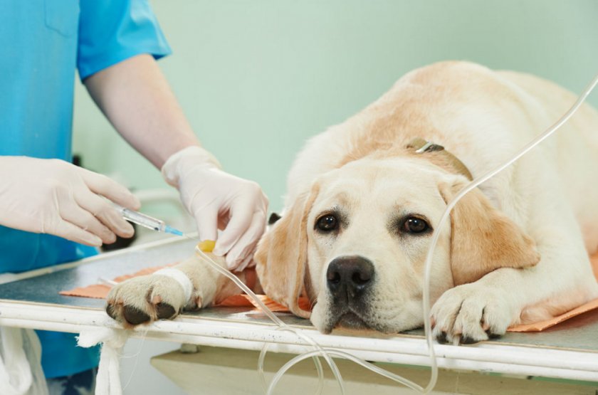 Химиотерапия для собаки Химиотерапия для собаки