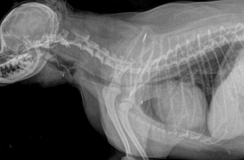 Коллапс трахеи у собаки