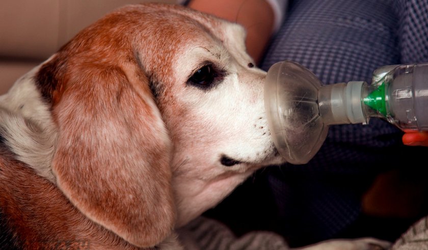 Удушье у собаки Удушье у собаки