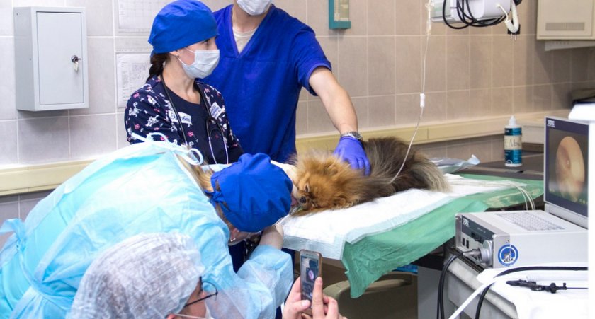 Помощь собаке при коллапсе трахеи Помощь собаке при коллапсе трахеи