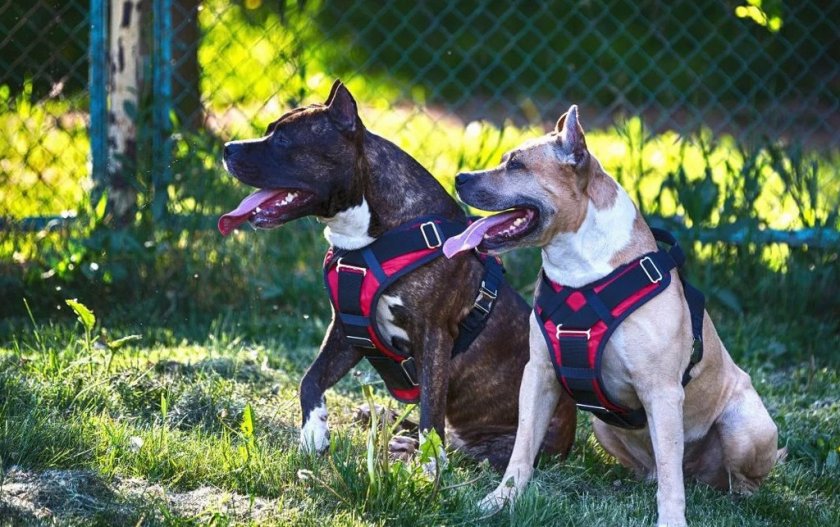 Шлейки для прогулки собаки Шлейки для прогулки собаки