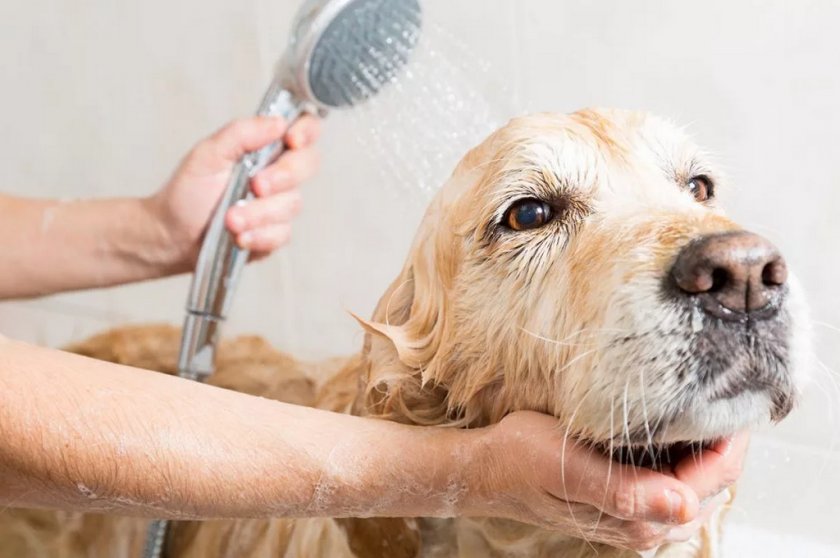 Купание собаки