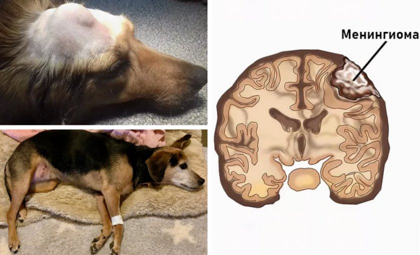 Менингиома у собаки