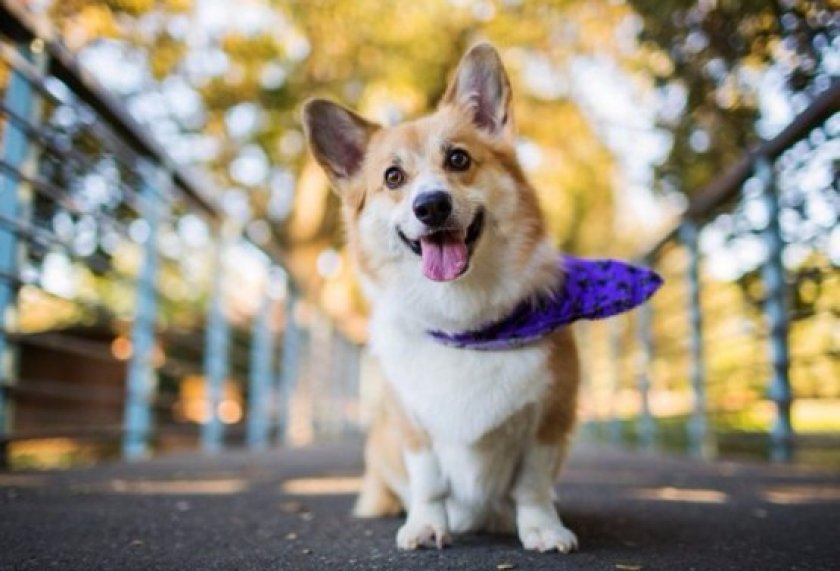 Вельш-корги