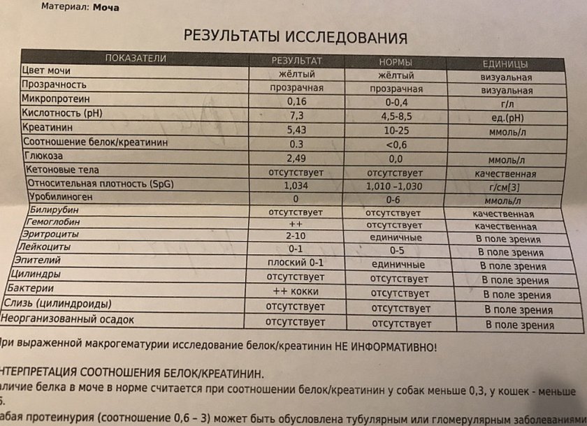 Расшифровка анализа мочи у собак Расшифровка анализа мочи у собак