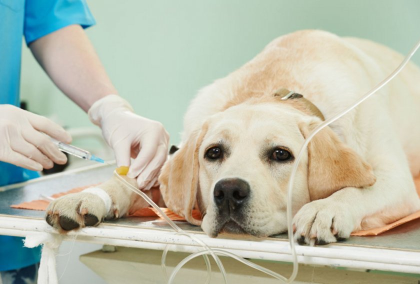 Химиотерапия собаке Химиотерапия собаке