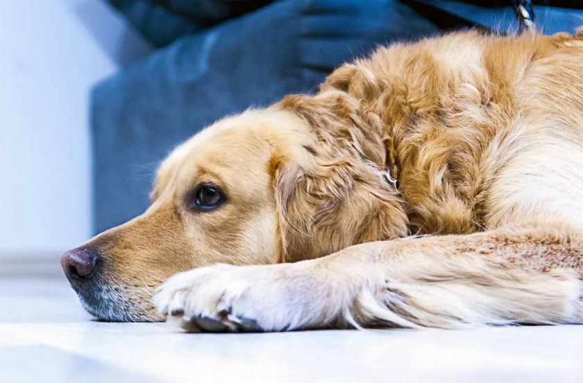 Собака Собака