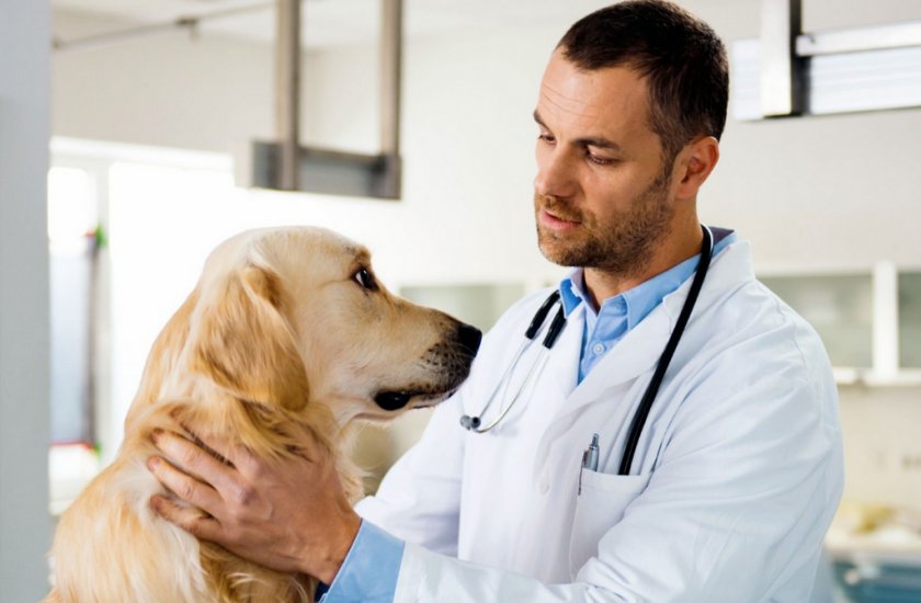 Осмотр собаки ветеринаром