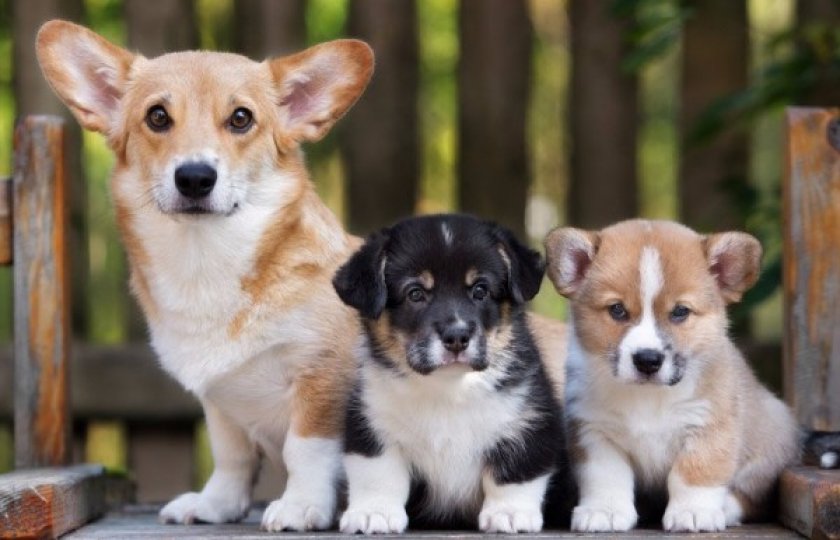 Вельш-корги