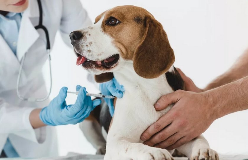 Лечение собаки Лечение собаки