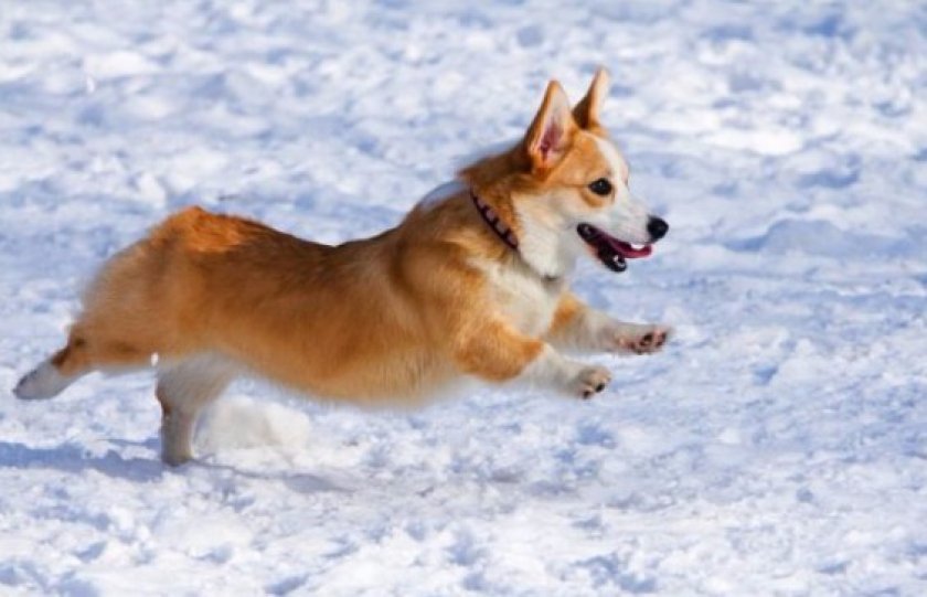 Порода собак вельш-корги