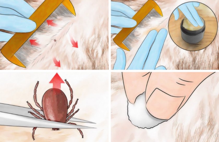 Удаление клеща с кожи собаки