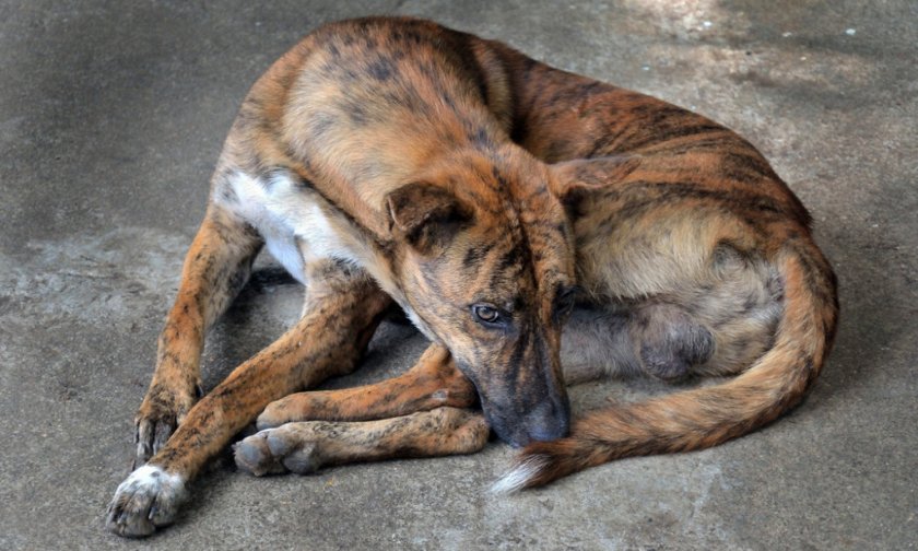 Причины развития патологии