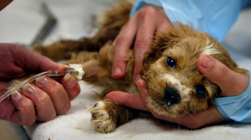 Больная собака