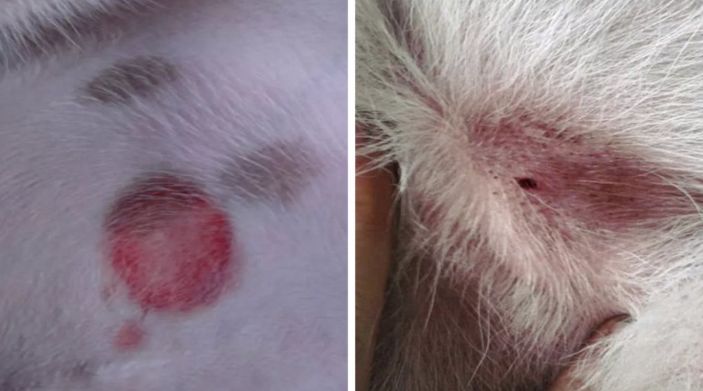 У собаки после укуса клеща появилась шишка: лечение уплотнения на месте ...